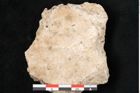 Foto (Detailansicht) von Populus tremula L. (NHMW-GEO-2024-0188-11313)